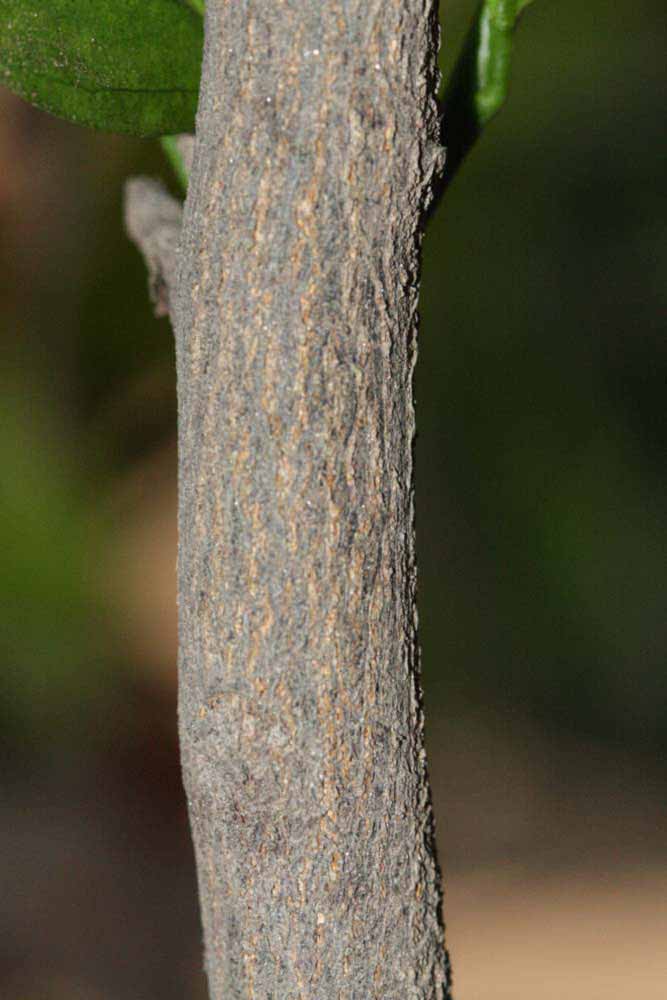              Second - third year twig (Riverside, CA)       